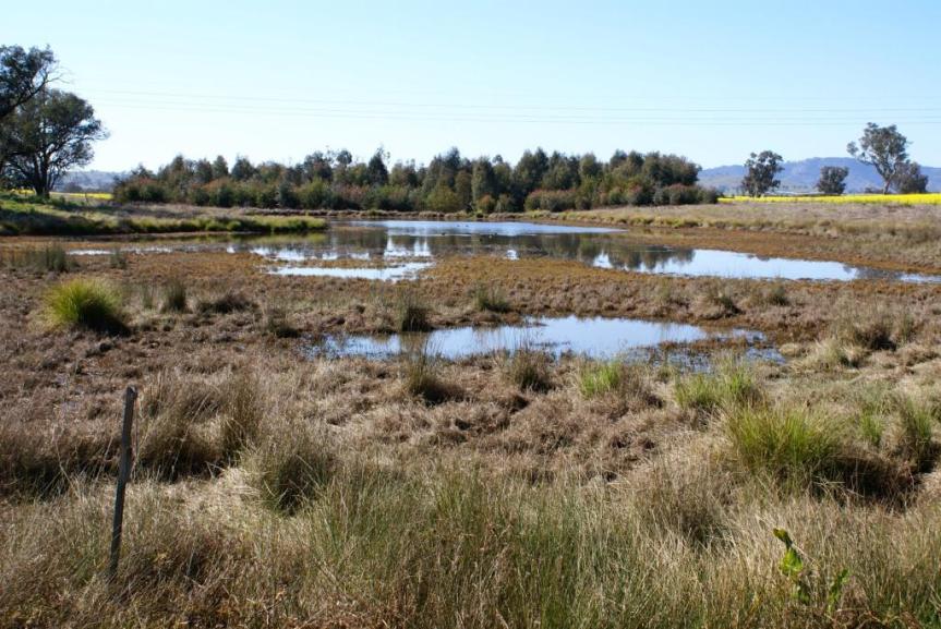 Farm dams – wetland refuges during&nbsp;heatwaves